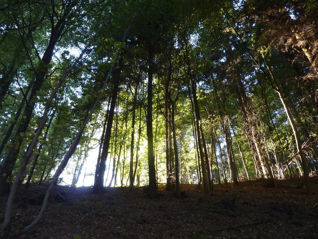 Hof Guttels Waldgasthof Ferienpension Rotenburg an der Fulda Dış mekan fotoğraf